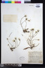 Crepis hypochaeridea image