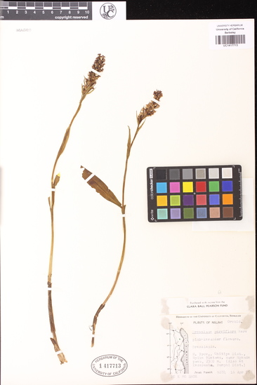 Brownleea parviflora image