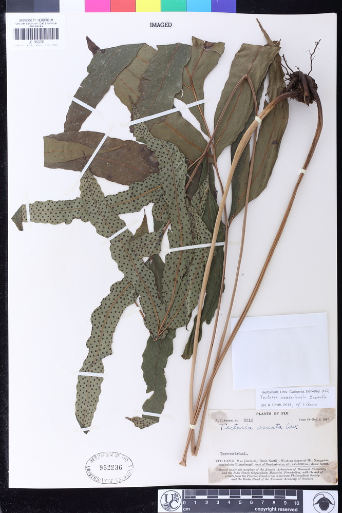 Tectaria nausoriensis image