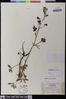 Delphinium parryi subsp. maritimum image