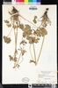 Aquilegia formosa image