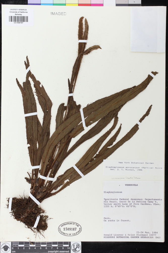 Elaphoglossum acrocarpum image