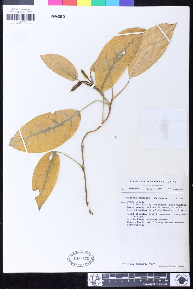 Culcasia scandens image