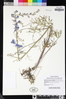 Delphinium parryi image