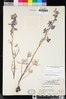 Delphinium parryi image