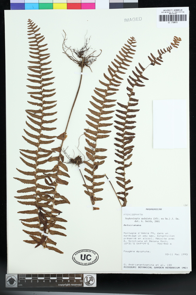 Nephrolepis image