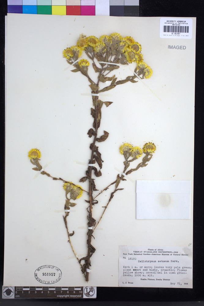 Helichrysum setosum image