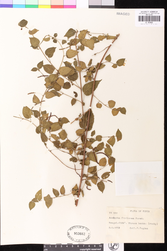Acalypha fruticosa image