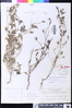 Cordylanthus pilosus subsp. pilosus image