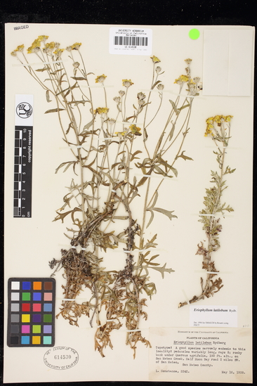 Eriophyllum latilobum image