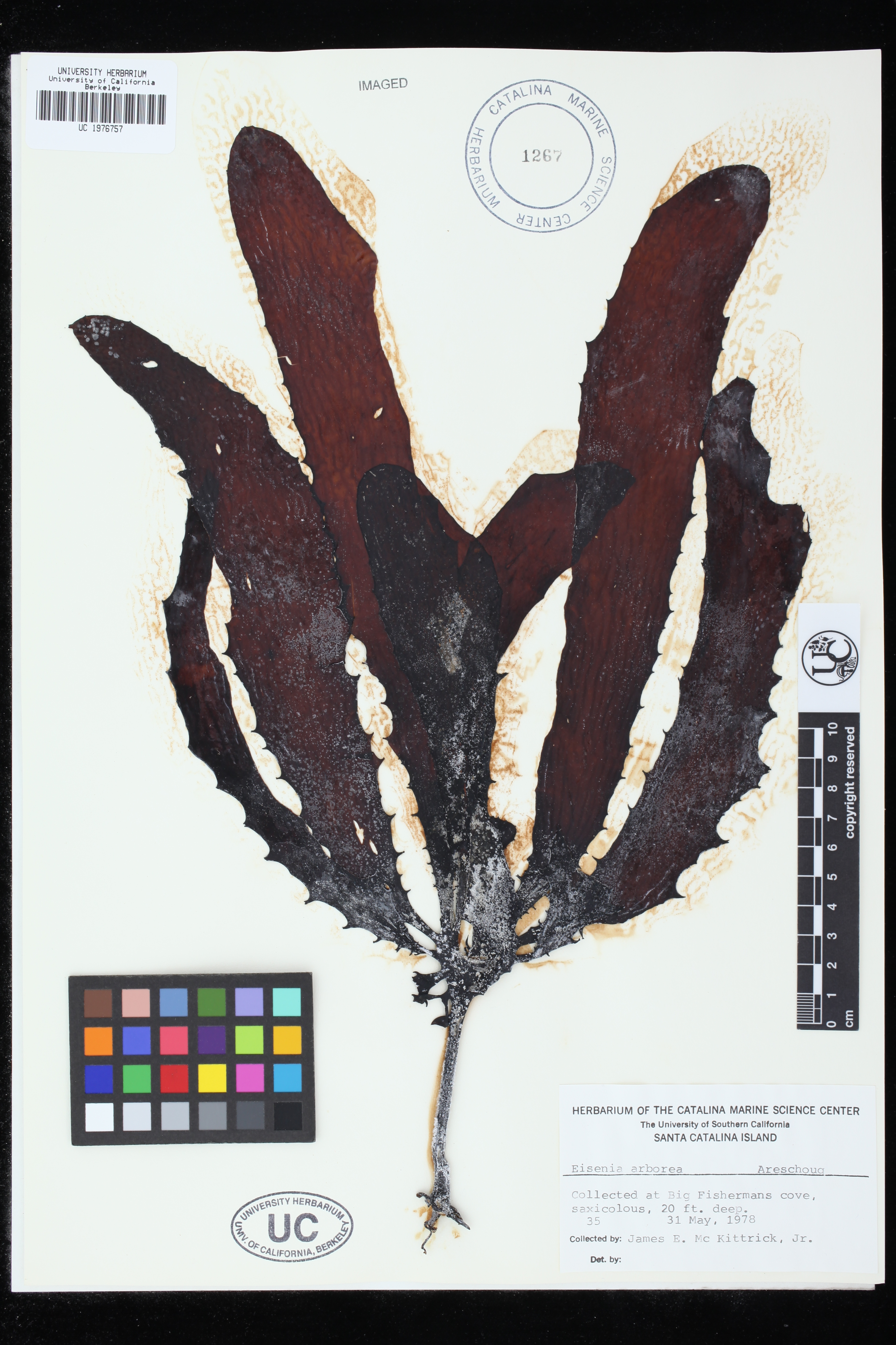 Specimen of Atheris squamigera (CAS 207868) from Bioko Island