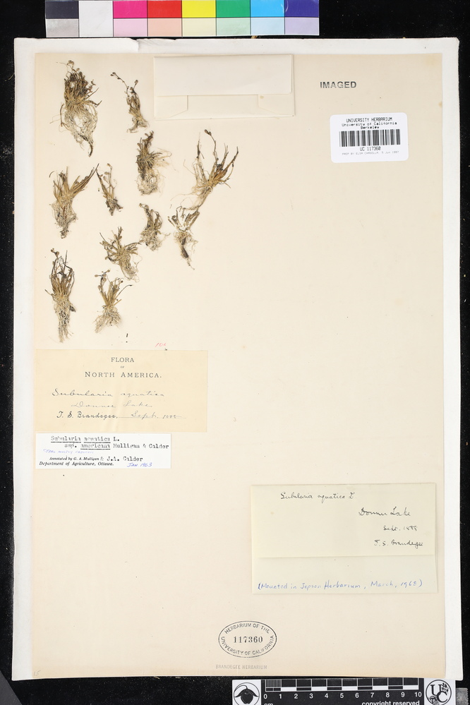 Subularia aquatica subsp. americana image
