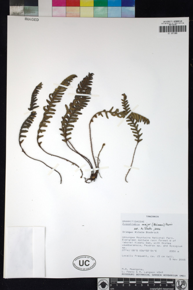 Zygophlebia major image