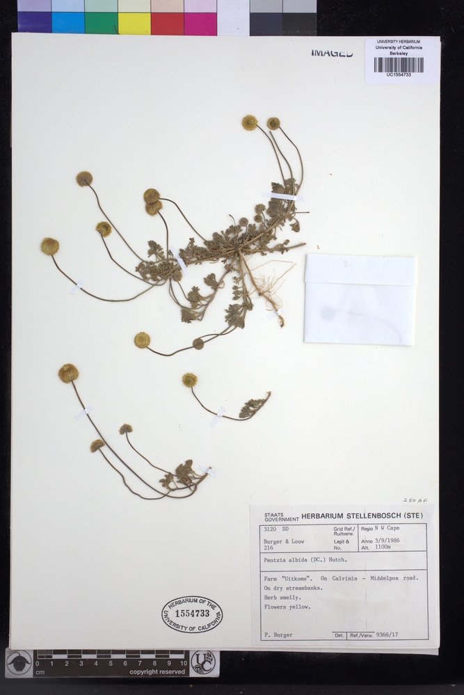 Foveolina dichotoma image