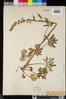 Delphinium hansenii subsp. hansenii image