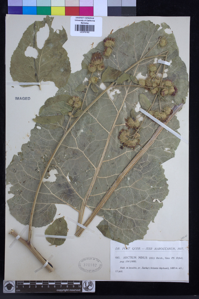 Arctium image