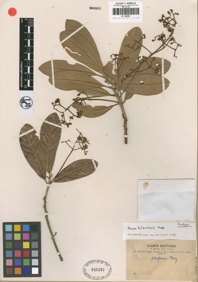 Persea bilocularis image