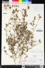 Cordylanthus tenuis subsp. tenuis image