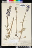 Delphinium parryi subsp. maritimum image