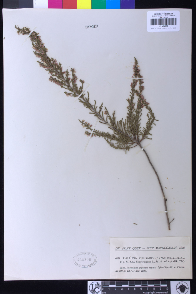 Calluna vulgaris image