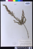 Image of Calluna vulgaris